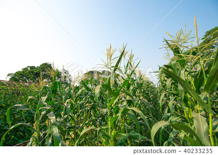 Corn plant in agricultural field 40233235