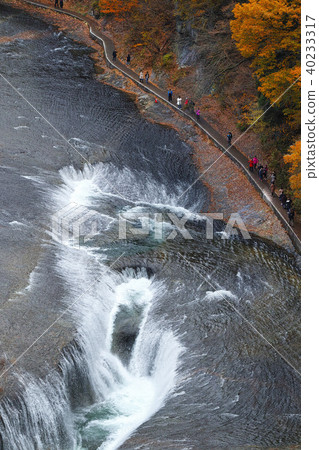 [Autumn autumn season] Autumn leaves of the waterfall of Fukiwari and Fukiwari valley (from Kankeidai) 40233317