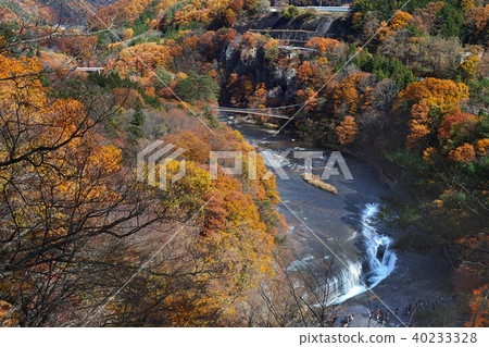 [Autumn autumn season] Autumn leaves of the waterfall of Fukiwari and Fukiwari valley (from Kankeidai) 40233328
