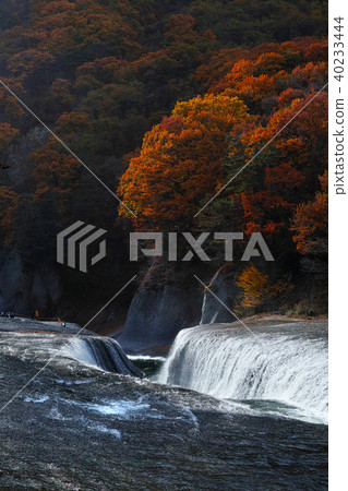 [Autumn autumn season] Autumn leaves (afternoon) 40233444