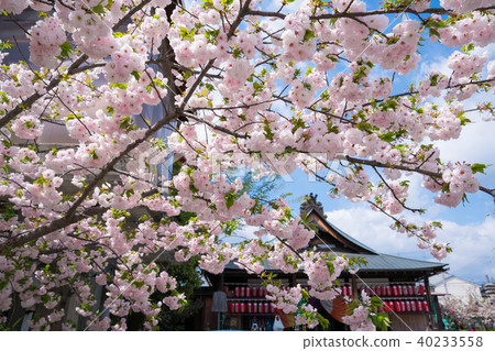 Kyoto Senbon Enmado Cherry blossoms 40233558