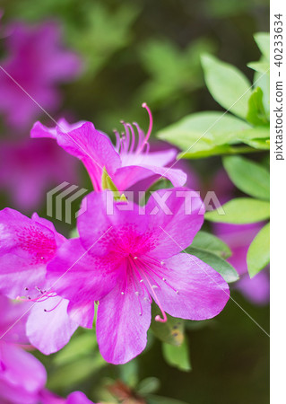 Azalea's flower Azalea's flower 40233634