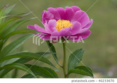 Peony pill 40233670