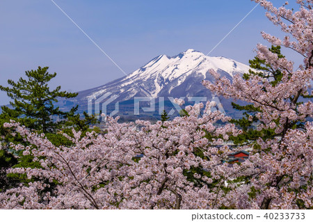 弘前城的櫻花 40233733