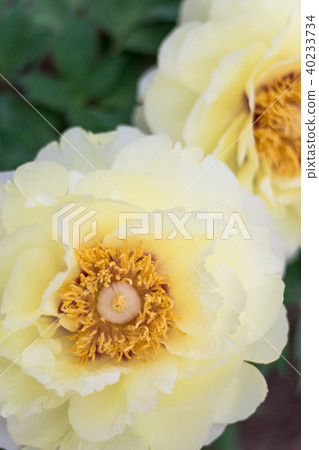Peony flower 40233734