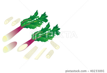Cut vegetables udo - Stock Illustration [40233891] - PIXTA
