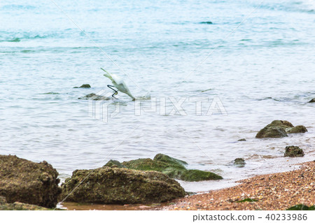 White Egret lives on the beach. White Egret lives on the beach. 40233986