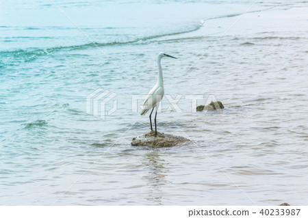 White Egret lives on the beach. White Egret lives on the beach. 40233987