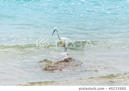 White Egret lives on the beach. White Egret lives on the beach. 40233988