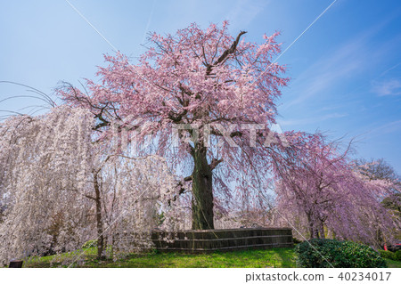 Branched cherry blossoms at Kyoto Maruyama Park Branched cherry blossoms at Kyoto Maruyama Park 40234017