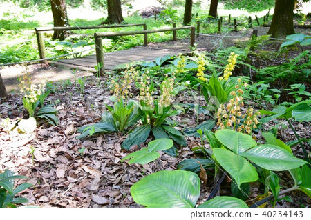 Machida Ebine的Kitenevi Machida Ebine的Kitenevi 40234143