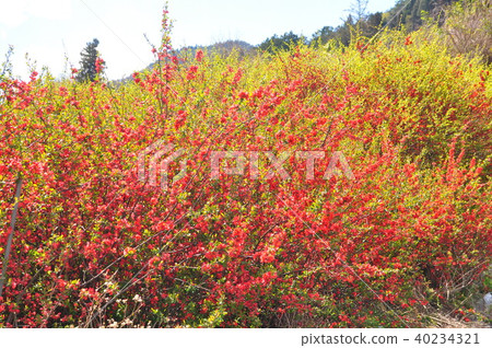 Red Colored Xylophone Flower Tree Red Colored Xylophone Flower Tree 40234321