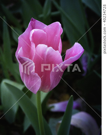 Tulip Tulip 40234728