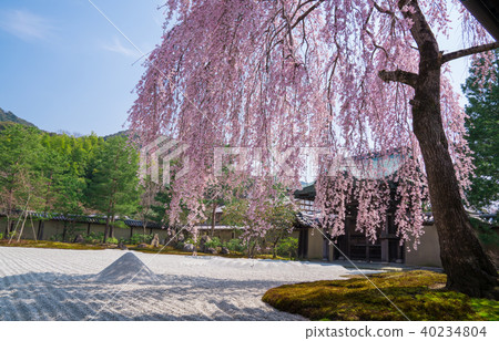 Kyoto's Kodaiji Temple Cherry Blossoms 40234804