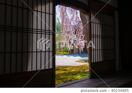 Kyoto's Kodaiji Temple Cherry Blossoms Kyoto's Kodaiji Temple Cherry Blossoms 40234805