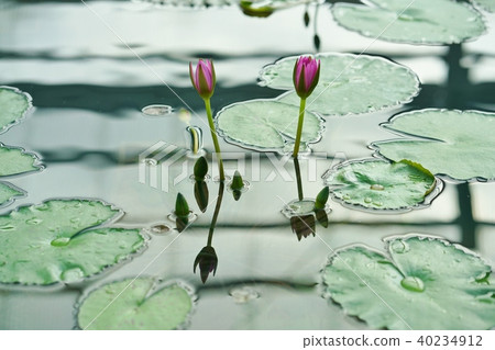 Water lily flower, pond (Flower of Water Lily) 40234912