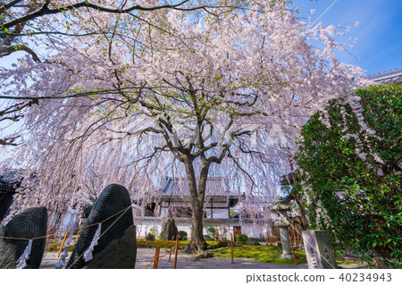 京都Honmonji竹櫻桃樹 京都Honmonji竹櫻桃樹 40234943