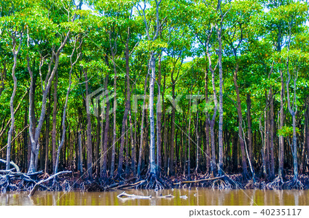 八重山hirugi 40235117