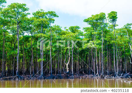 Yaeyama hirugi 40235118