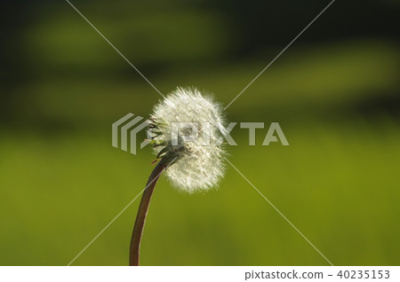 蒲公英的絨毛 40235153