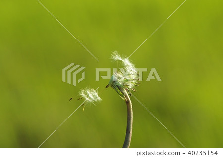 蒲公英絨毛飛行 蒲公英絨毛飛行 40235154