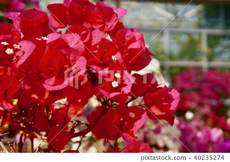 盛開的九重葛 40235274