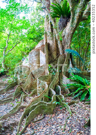 Saxis aoki Saxis aoki 40235352