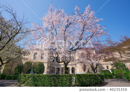 Kyoto Kyoto Prefectural Government Old Main Building's branched cherry blossoms 40235359