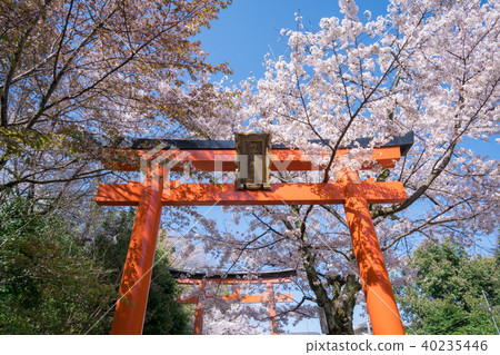 Cherry blossoms of Kyoto Takenaka Inari shrine 40235446