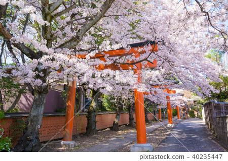 Cherry blossoms of Kyoto Takenaka Inari shrine 40235447