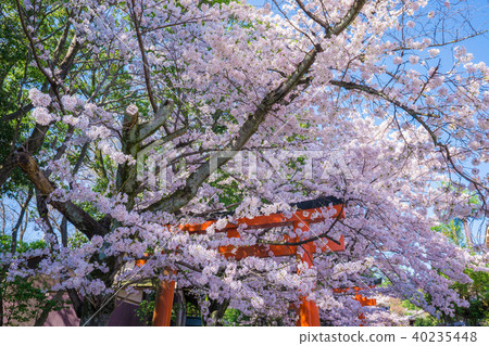 Cherry blossoms of Kyoto Takenaka Inari shrine 40235448