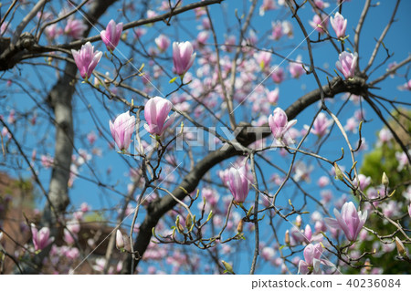 玉蘭花Chidorigafuchi公園（東京） 40236084