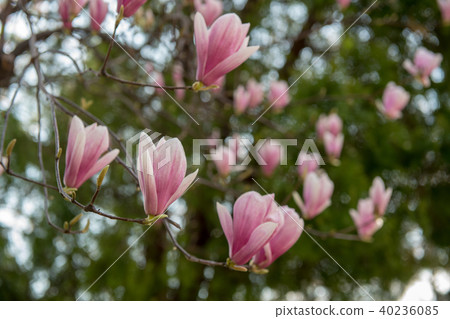 Magnolia Flower Chidorigafuchi Park (Tokyo) 40236085