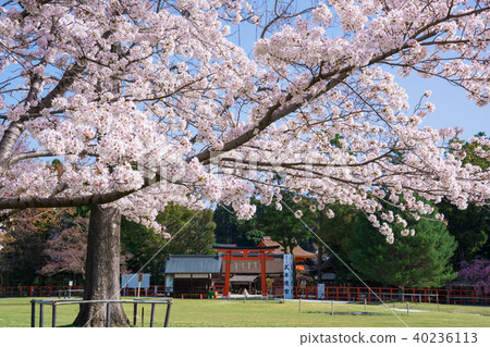 Kamigamo神社的京都櫻花 40236113