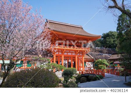 京都Kamigamo神社的門和櫻花 40236114