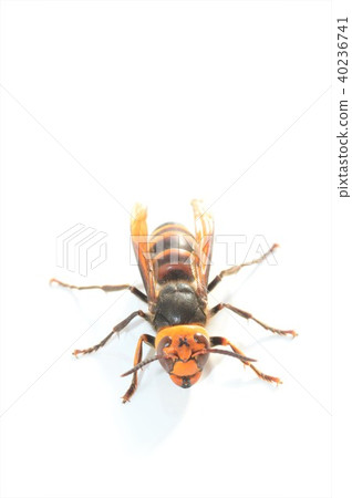 White beard white background 40236741