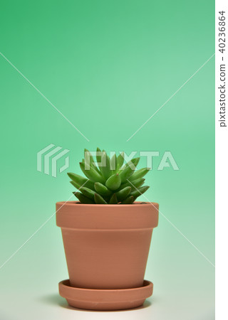 多汁植物 40236864