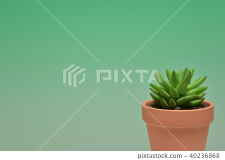 Succulent plants 40236868