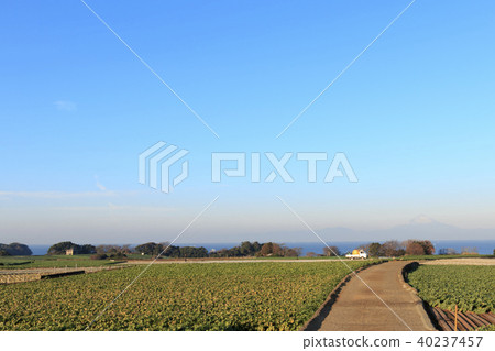 Rural scenery (Kanagawa Prefecture, Miura City, winter) Rural scenery (Kanagawa Prefecture, Miura City, winter) 40237457