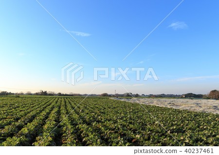 Rural scenery (Kanagawa Prefecture, Miura City, winter) 40237461