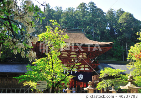 Nissho Miyako寺廟的塔門和紫藤花 40237798