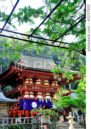Tower gate and wisteria flowers of Nissho Miyako Shrine 40237802