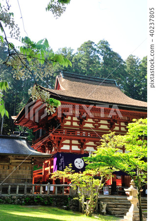 Nissho Miyako寺廟的塔門和紫藤花 40237805