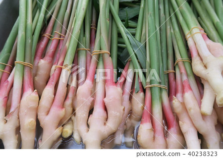 Ginger Ginger 40238323