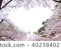 模仿內心的櫻花 40238402