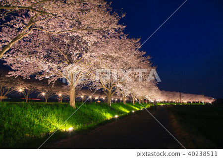 Cherry blossom trees on the Kusaba River 40238511