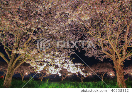 Cherry blossom trees on the Kusaba River 40238512