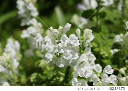 Skullcap Skullcap 40238875