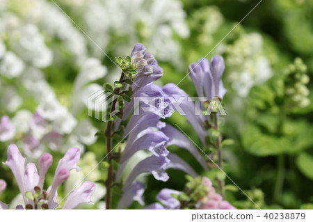 Skullcap Skullcap 40238879