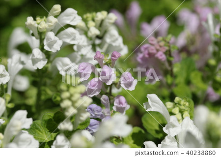 Skullcap 40238880